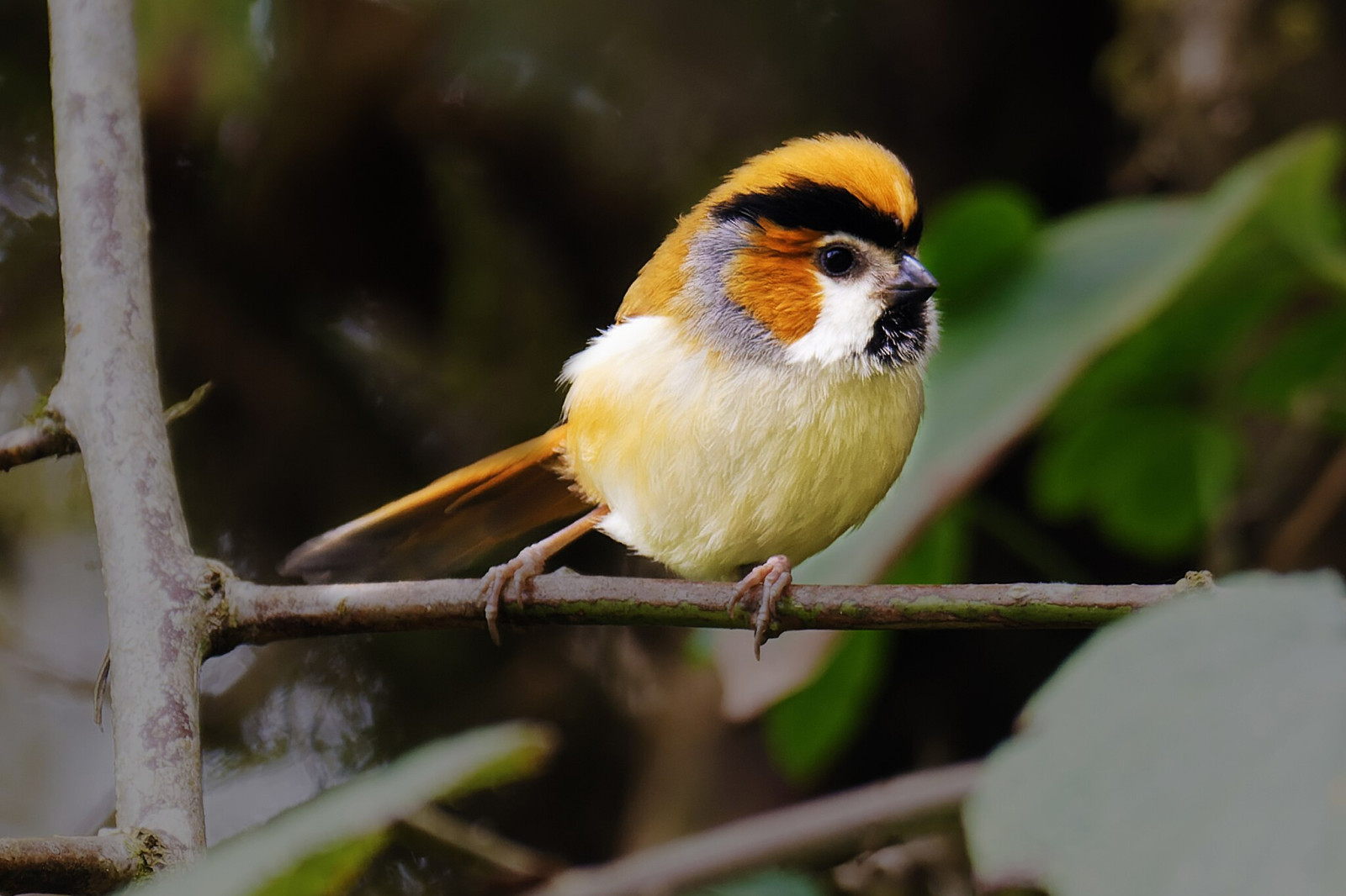 image Black-throated Parrotbill